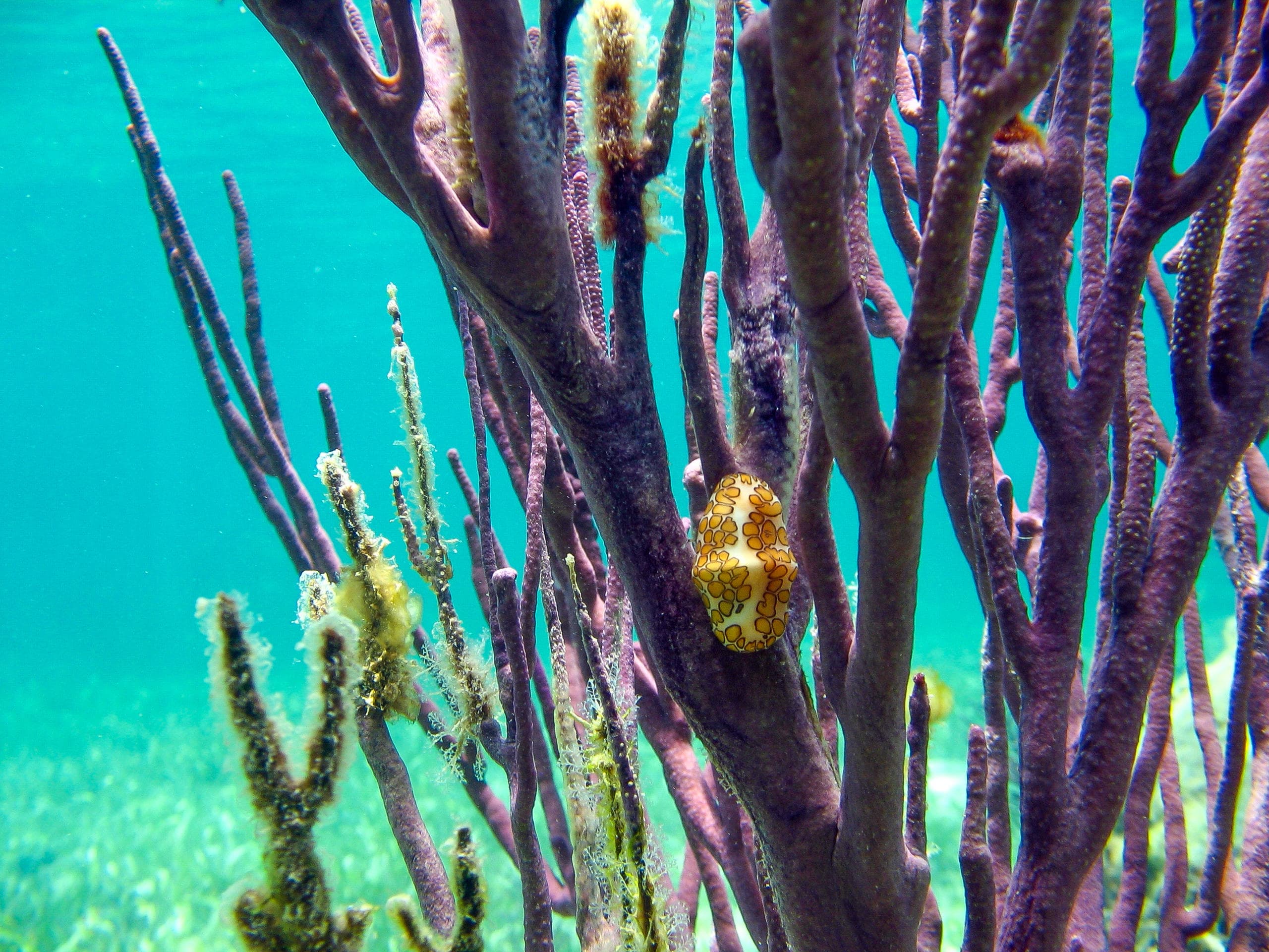 Sundiver Snorkel Tours team