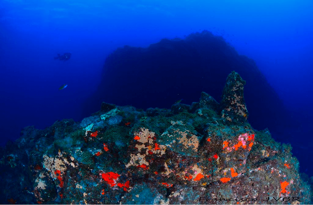 Underwater rocky reef scene with sponges and marine life