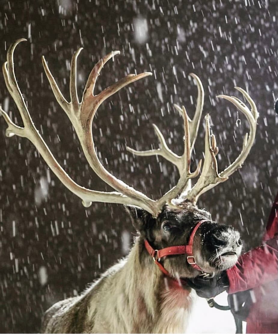Spruce Ridge Reindeer team
