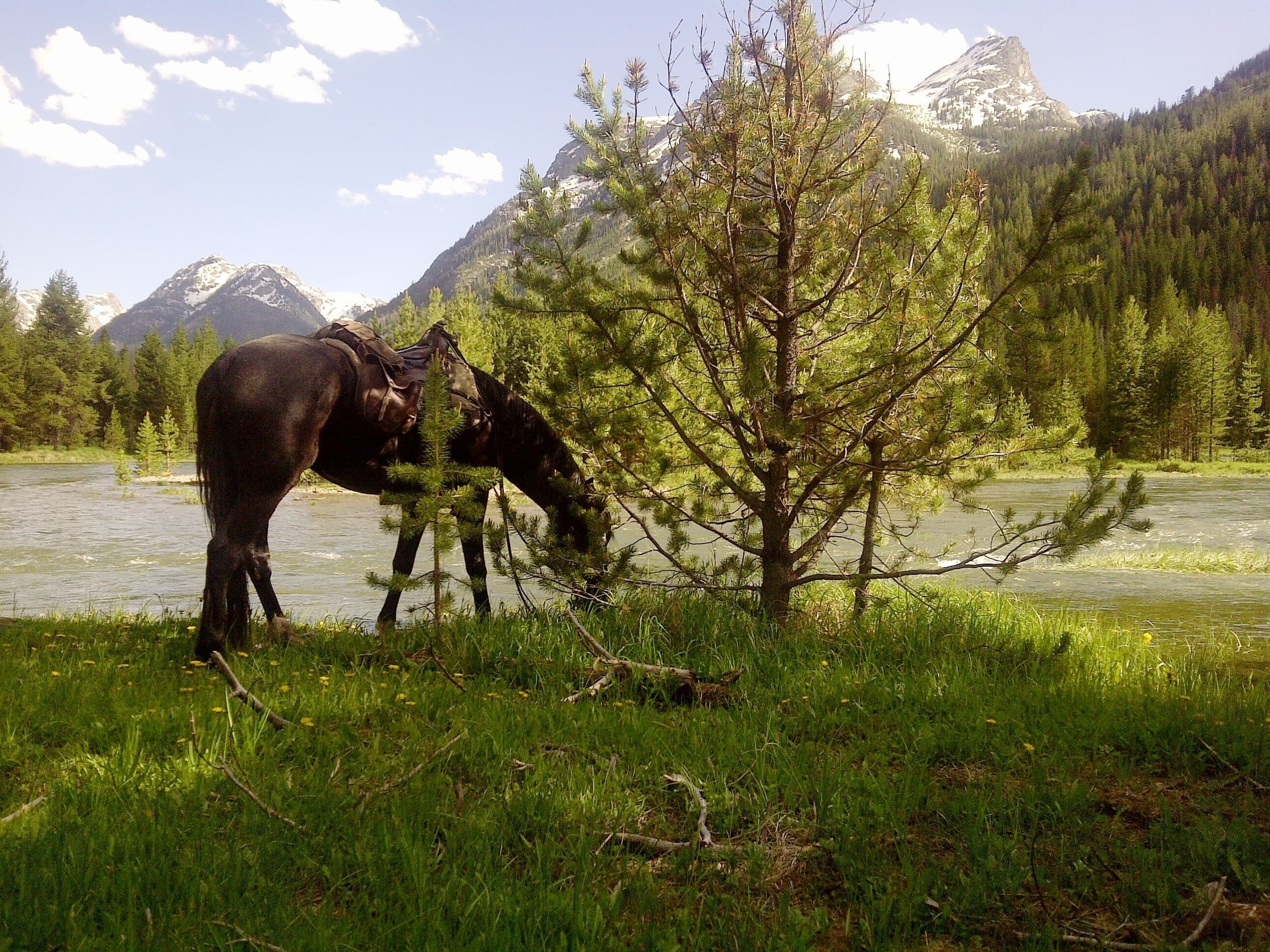 Horseback Riding at Grand Targhee with Leigh Creek Outfitters