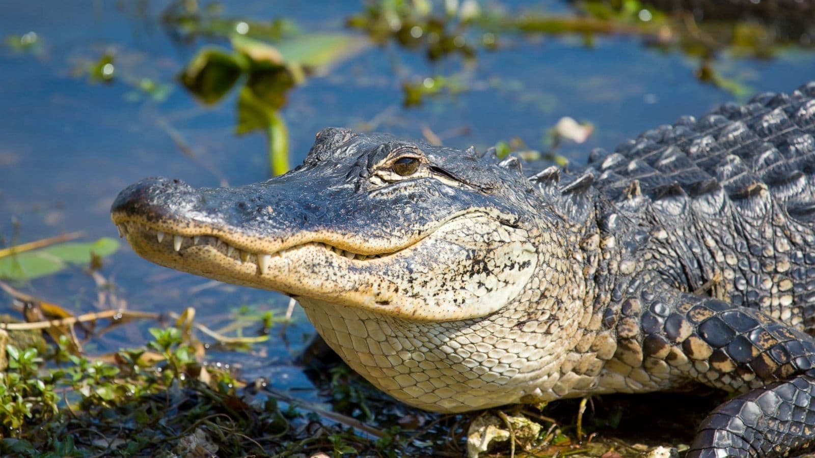 Explore Miami’s Wild Everglades and Iconic Millionaire’s Row on a Thrilling Combo Tour