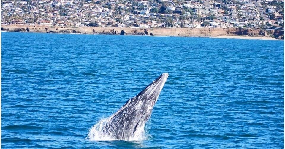 San Diego Whale Watch fleet