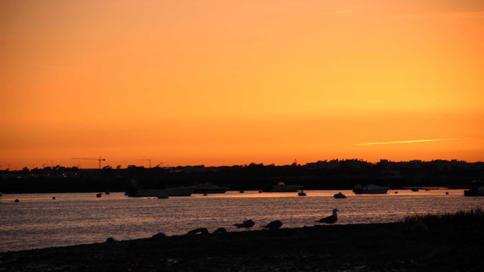 Sunset Boat Trips on the Ria Formosa: Faro’s One-Hour Lagoon Cruise photo 4