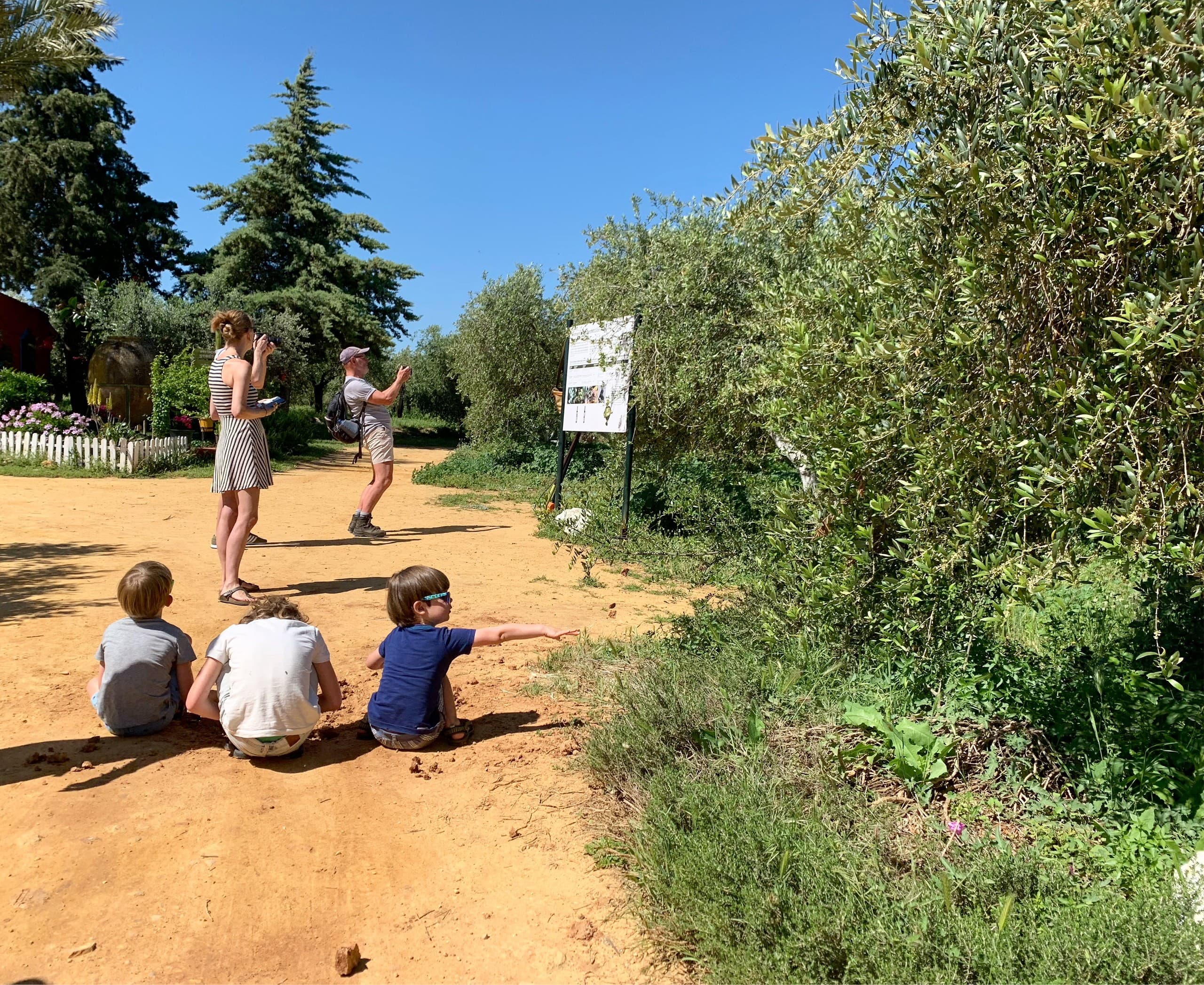 Guided outdoor family olive grove tour with children and guide
