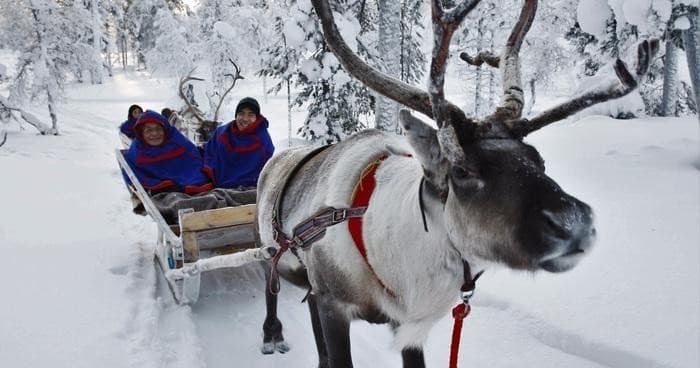 Close-up reindeer pulling sled with riders on snowy trail, winter tour