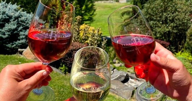 Friends clinking red and white wine glasses at vineyard picnic