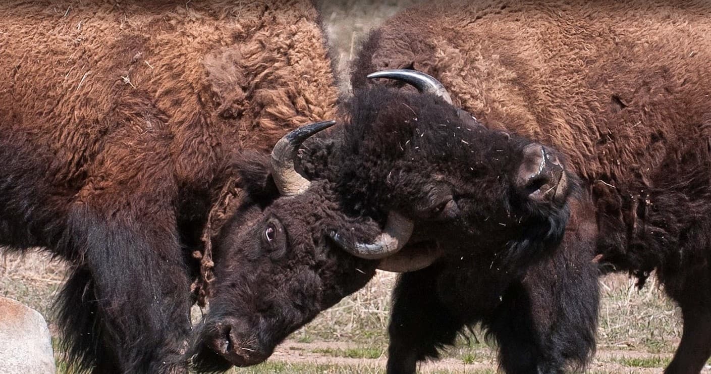 Explore Yellowstone’s Northern Range: Upper Loop & Wildlife Tour Experience
