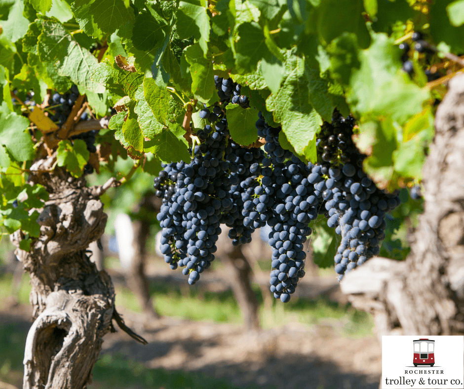Vineyard grape clusters on vine, wine country countryside tour