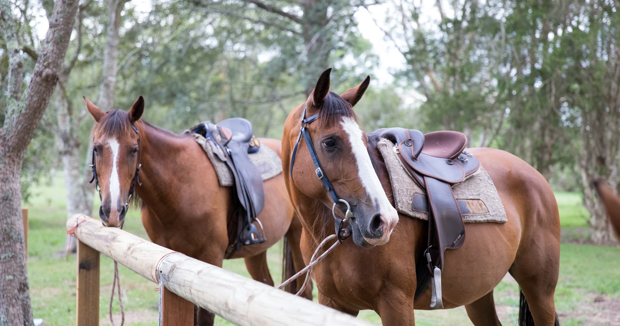 Horse Riding Confidence at Hastings River