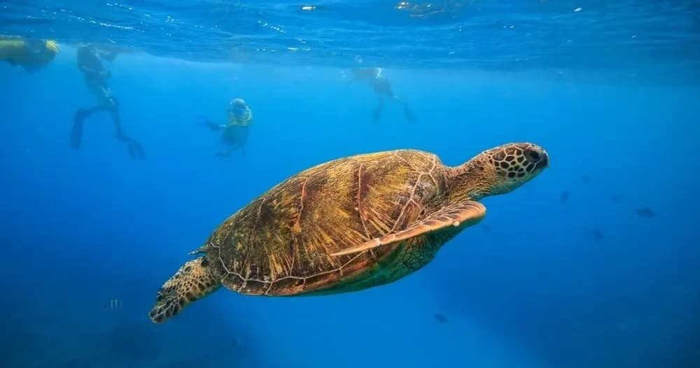 Snorkel with Hawaiian Green Sea Turtles at Turtle Canyons, Oahu photo 3