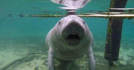 Private VIP Manatee Encounter in Crystal River, Florida