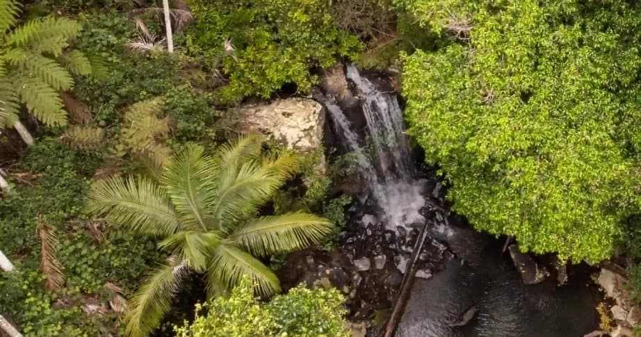 Aerial view of lush tropical rainforest canopy with waterfall