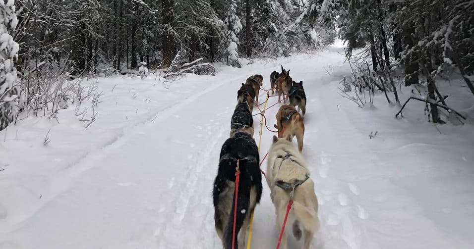 Winter Sports & Dog Sledding at Bill Cotter Kennel