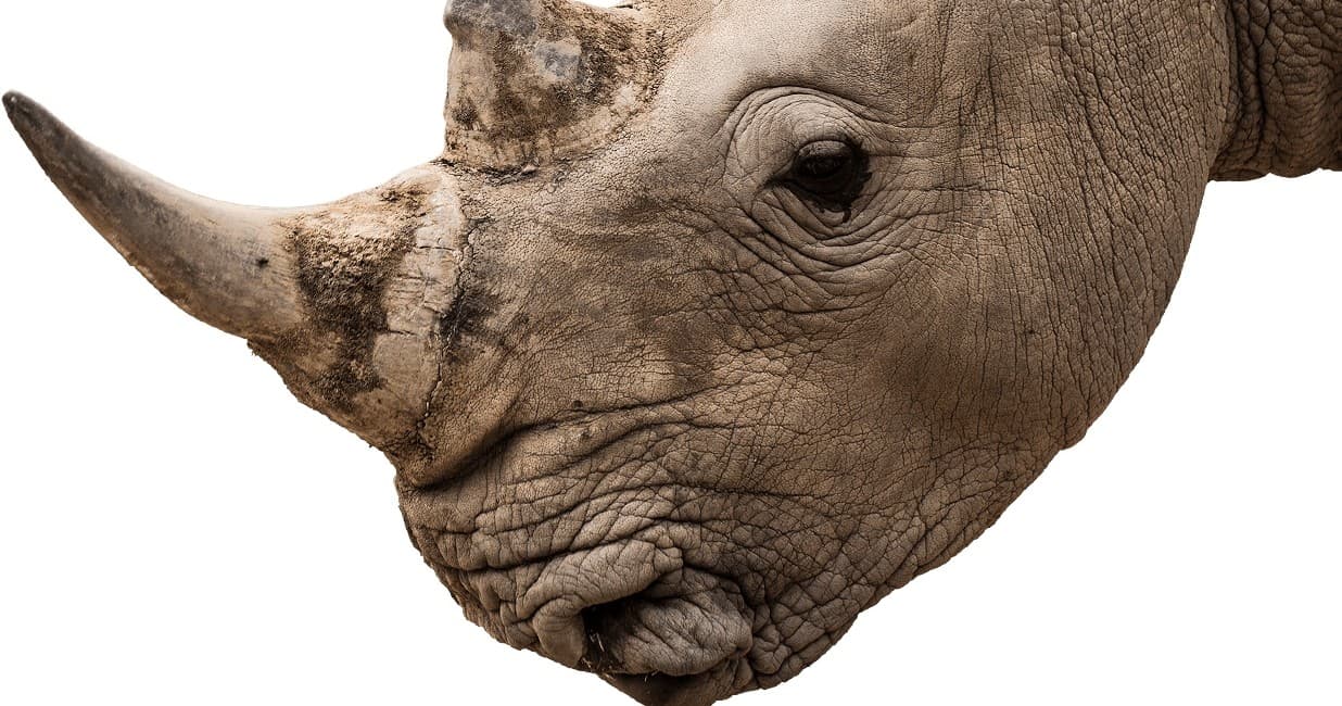 Wildlife & Conservation: Rhino Encounter at Canberra Zoo