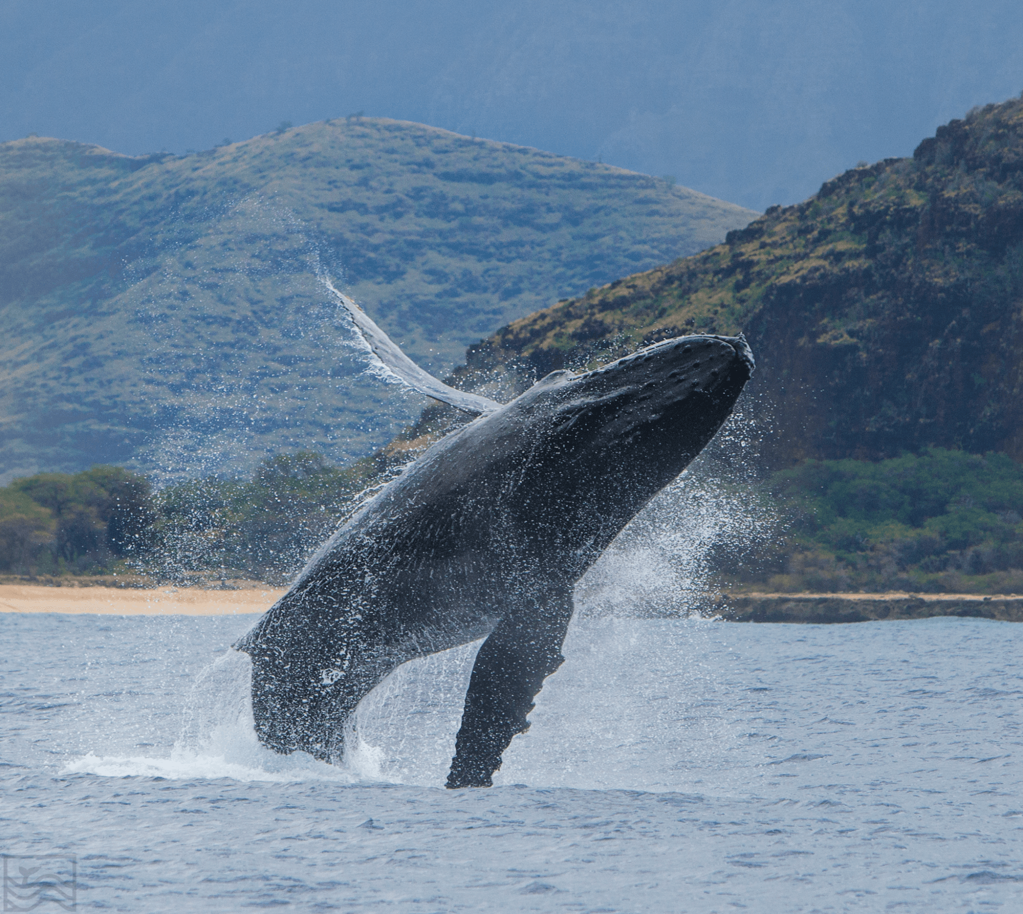 Whale Watch Adventure in Waianae, Hawaii