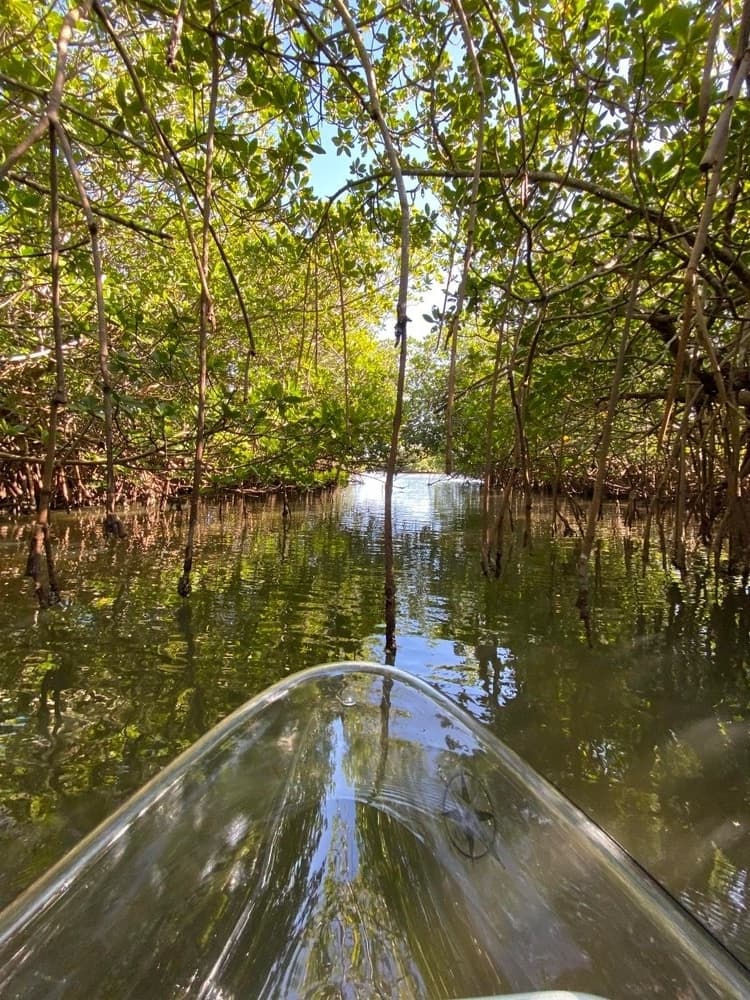 Private Clear Kayak Tour in Vero Beach — Mangroves, Dolphins & Manatees