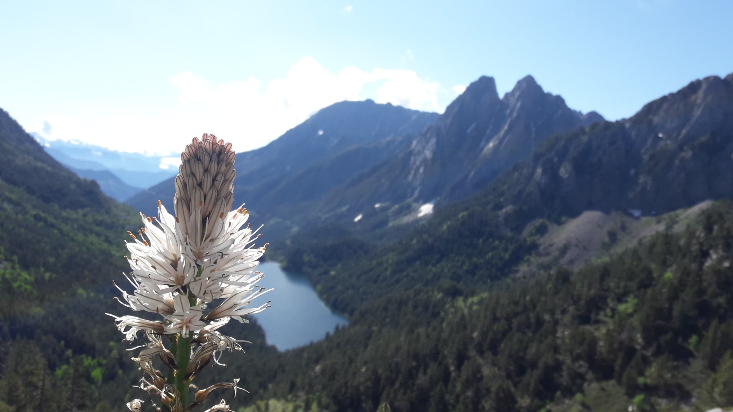 Wildflower foreground with lake and rugged mountain vista