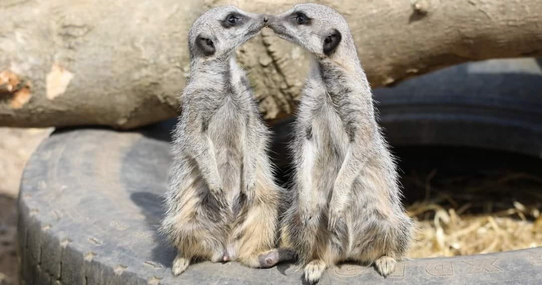Wildlife Encounter at Secret Valley Wildlife Park in Co.Wexford