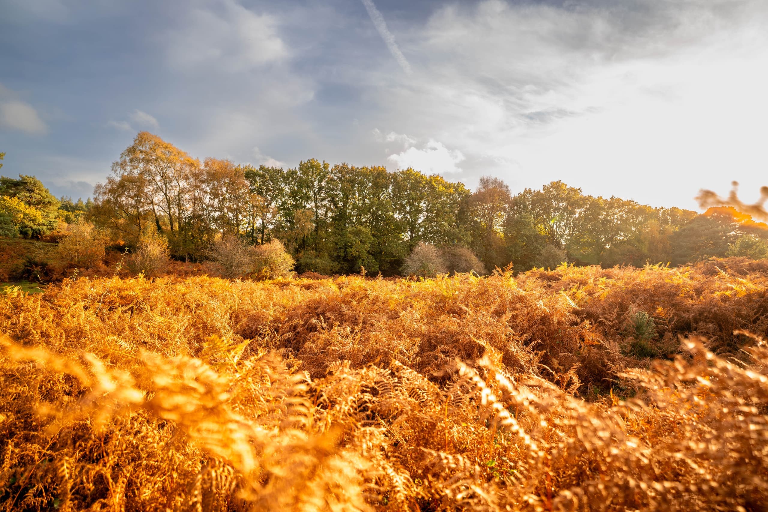 Autumn Treasures in the New Forest: Guided Walks, Folklore & Fungi
