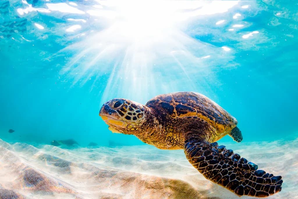 Sea turtle swimming underwater in clear tropical Hawaiian waters