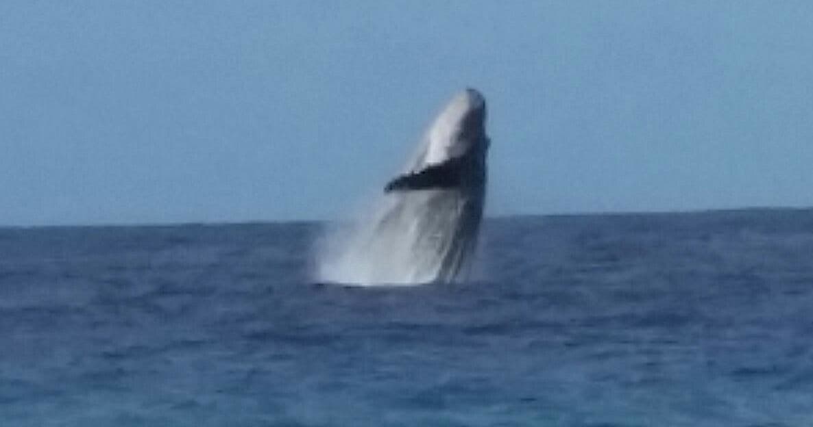 Humpback whale tail breaching offshore Kona during whale season