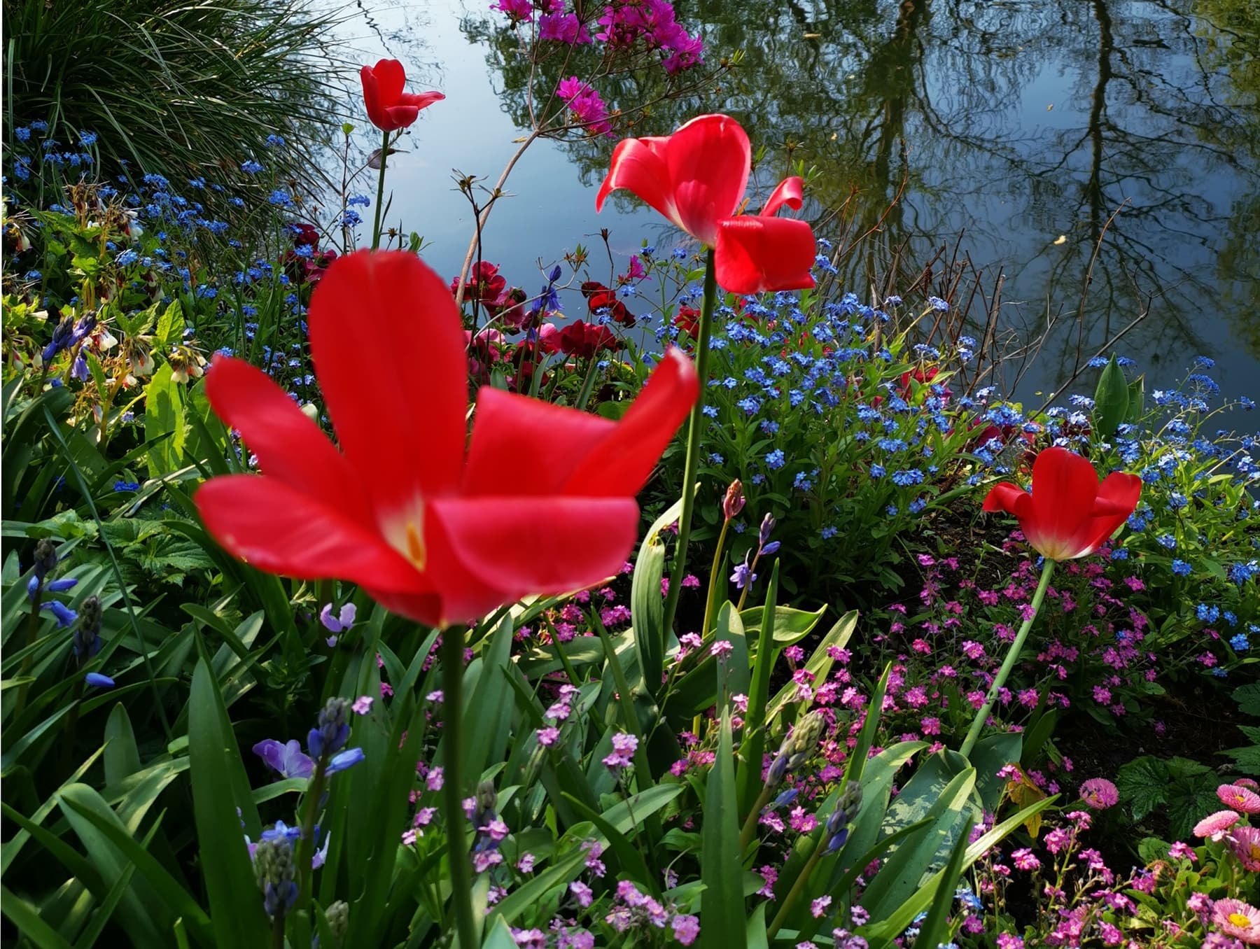 Red tulips blooming in Paris garden near reflective spring pond