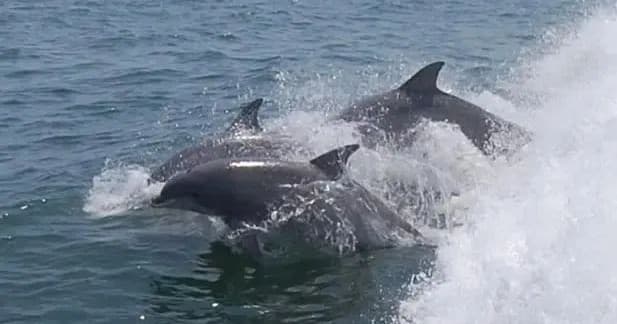 Water Activities: Dolphin Watching with Cape Water Tours in Lewes