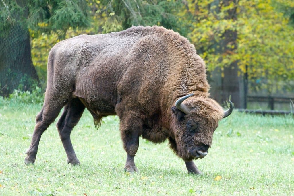 Outdoor Adventure with AB Poland Travel in Bialowieza National Park
