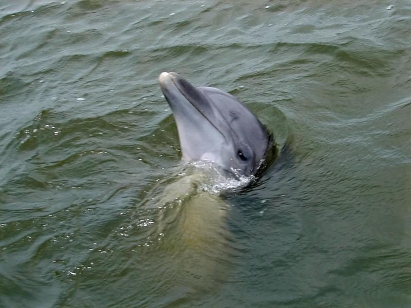 Captain Derek’s Dolphin Adventure fleet