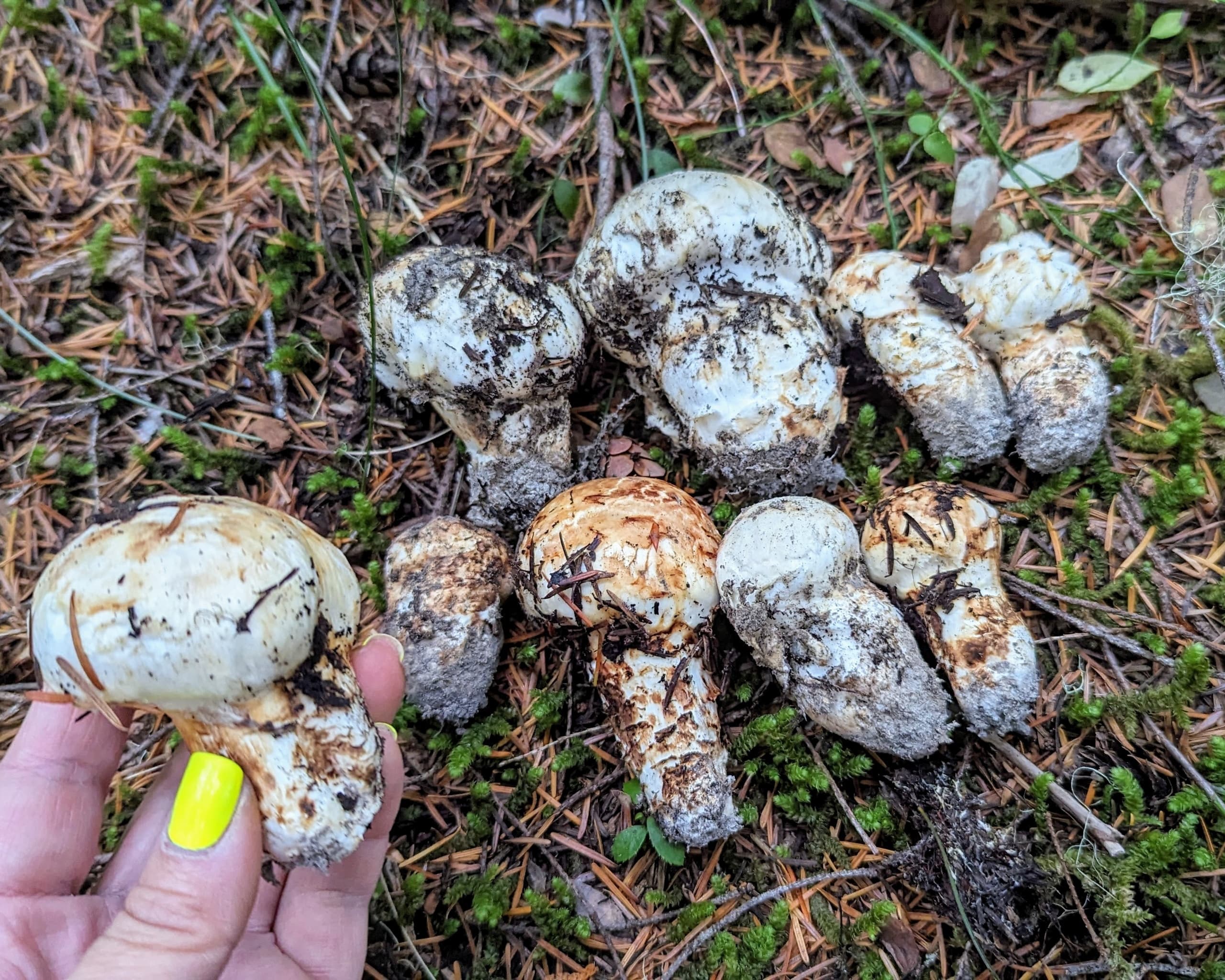 Matsutake Madness Hunt: Foraging Matsutake Mushrooms Near Redmond, WA photo 3