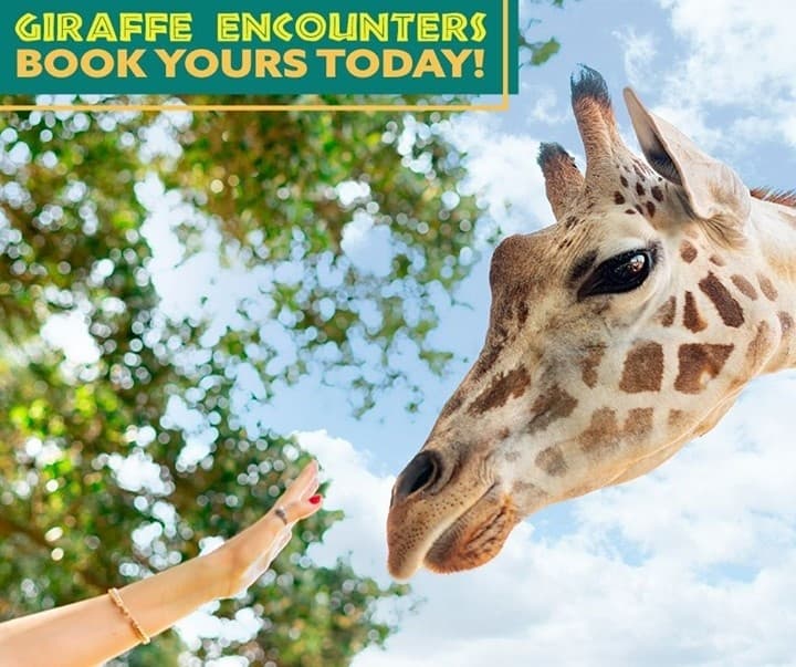 Giraffe feeding encounter outdoors under blue sky at zoo