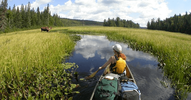 Kayaker paddling a canoe through Algonquin marsh waterways