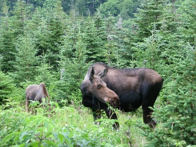 Seward-to-Anchorage Scenic Transfer & Wildlife Tour — Private Van Wildlife Experience photo 4