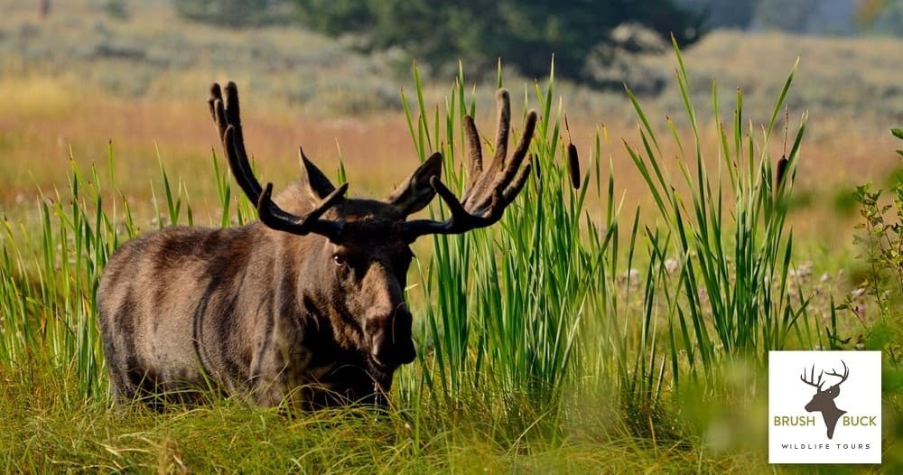 Grand Teton Full Day Private Tour with BrushBuck Wildlife Tours