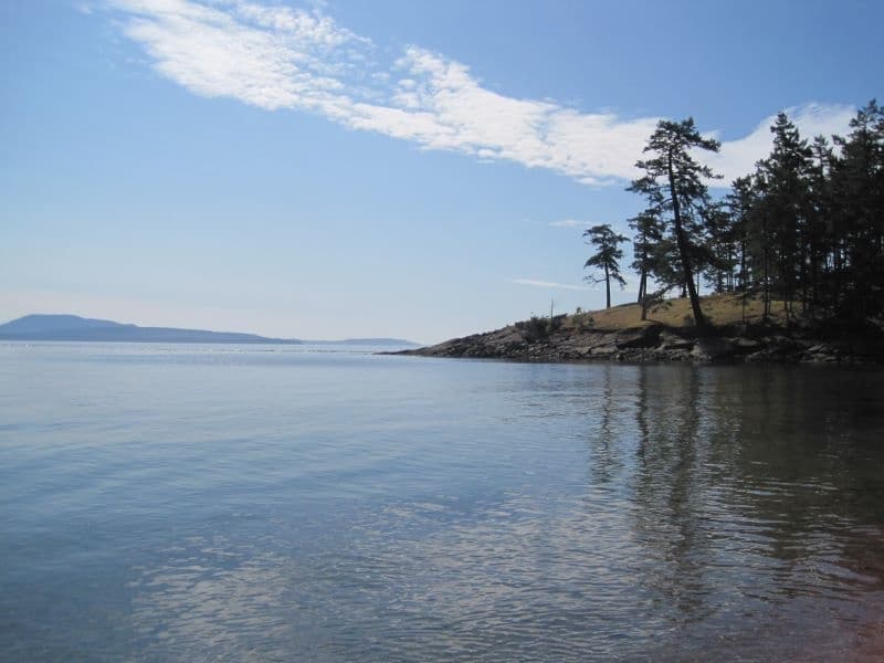 Quiet island shoreline with pines and calm paddling waters