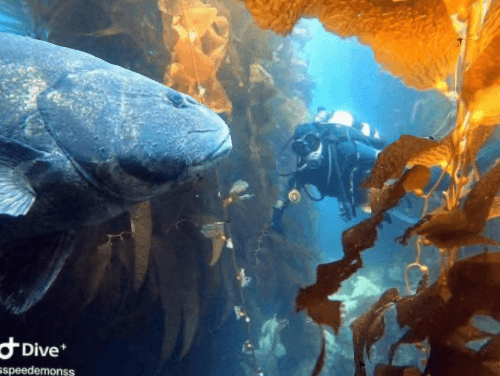 Catalina Open Water Referral — Private Dive Training at Casino Point