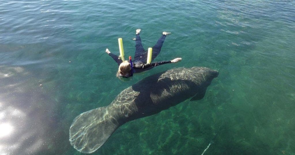 Adventure Diving with Manatees in Crystal River, Florida