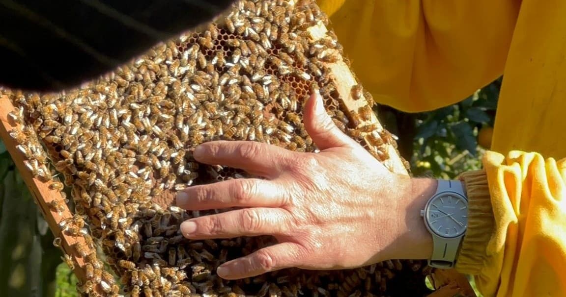 Honey Tasting & Beekeeping at Tenuta Il Pizzo in Sant'Agnello