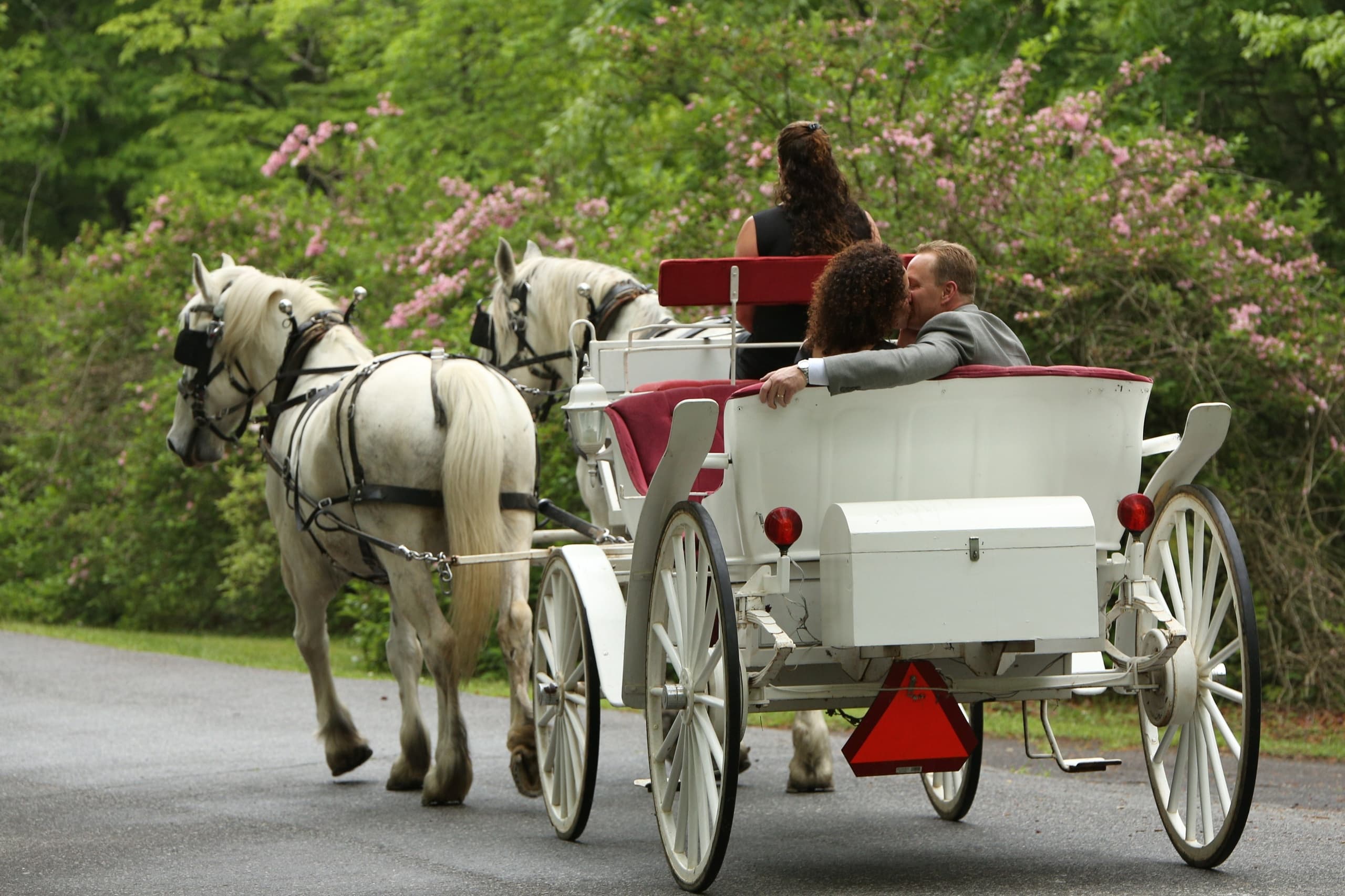 Step Back in Time: Horse-Drawn Carriage Rides at Forest Hills Resort, Dahlonega
