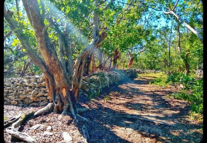 Florida Keys Botanical & Beach Tour with Blue Arrow Charters