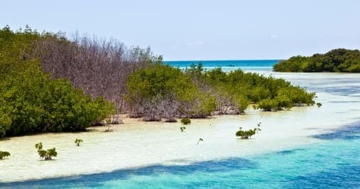 Shallow mangrove shoreline with clear tropical lagoon waters