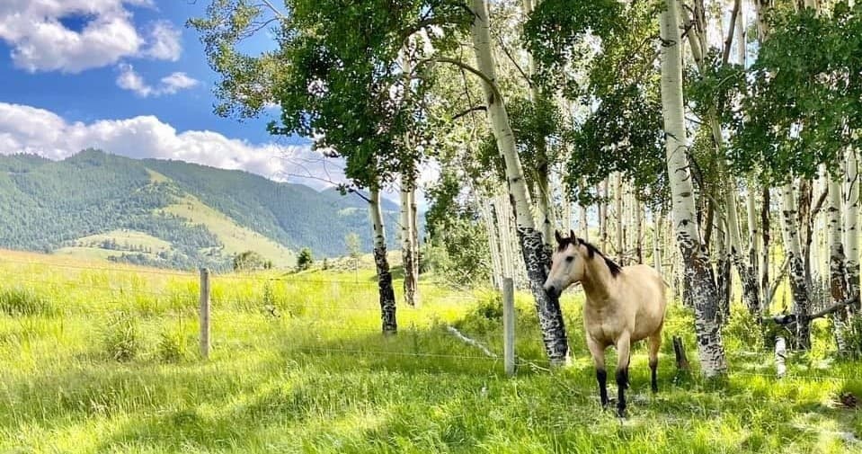 2 Hour Ride: Explore Montana’s Gardiner on Horseback