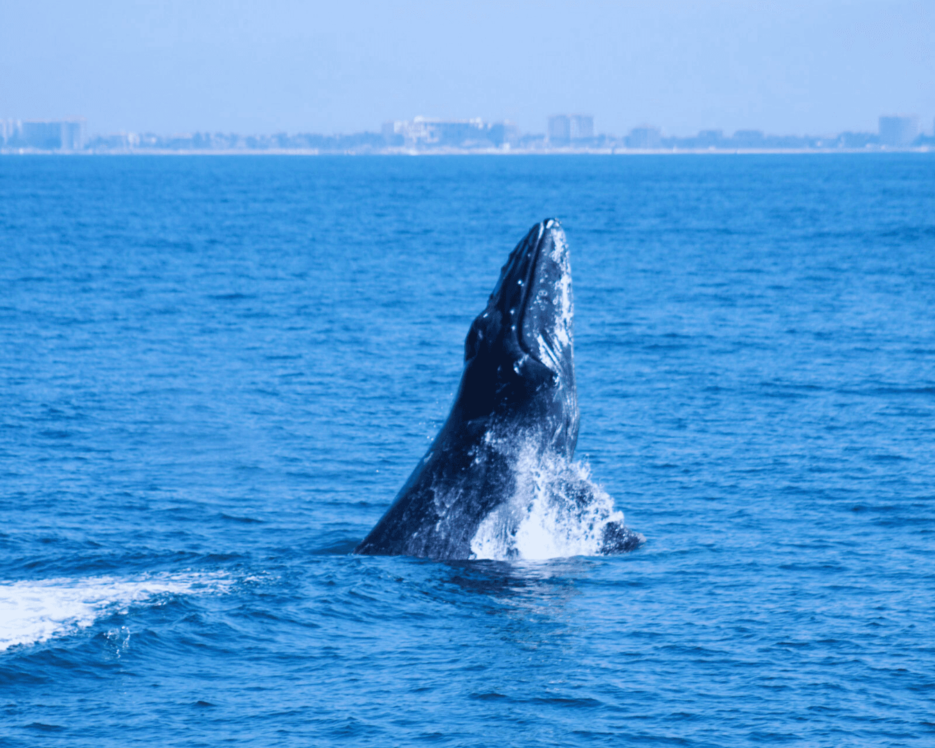 Whale Watch in Puerto Vallarta, Jalisco, Mexico