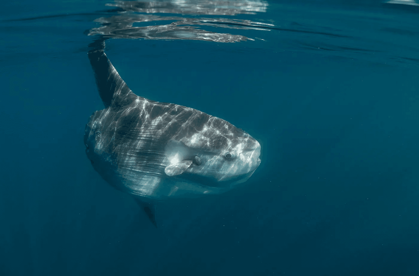 Underwater ocean sunfish (mola mola) gliding near surface in blue sea