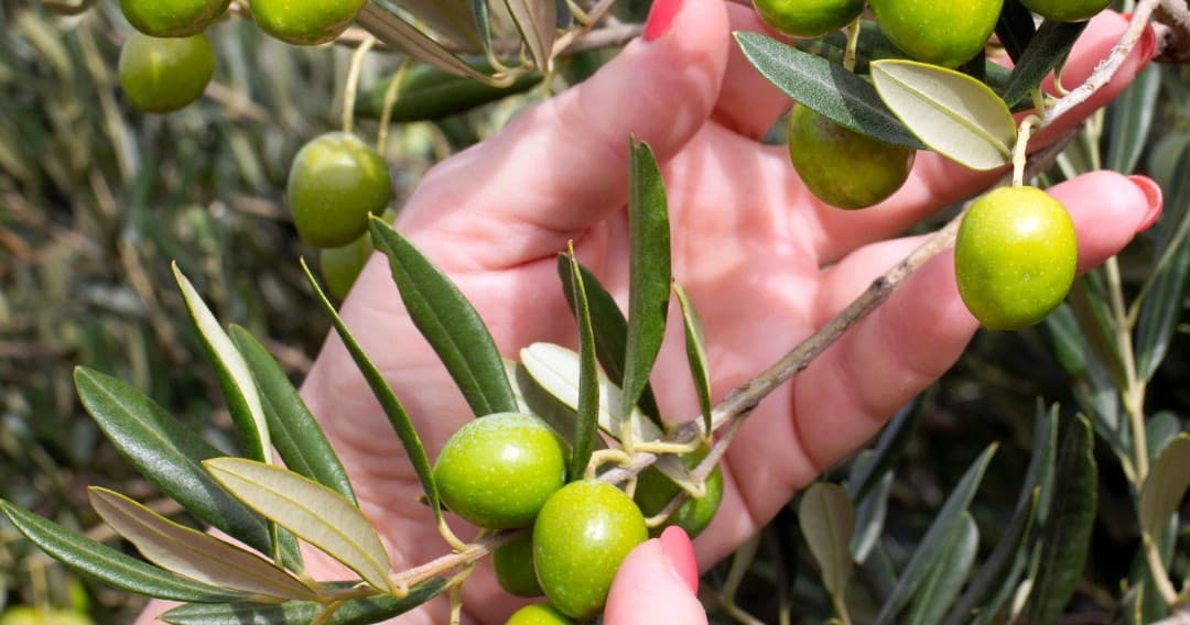 Farm Experiences & Tours: Olive Oil Harvest in Serra do Caldeirão