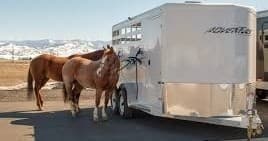 Western & English Horseback Lessons at Firefly Horse Co. in Columbia Falls