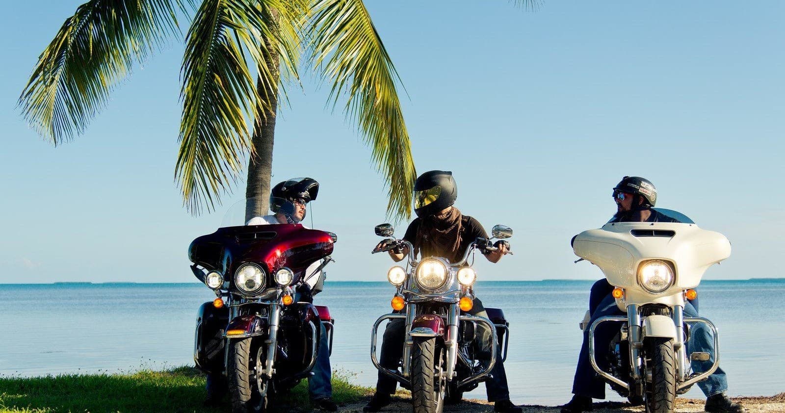 Group of motorcycles parked by palm trees on beachfront