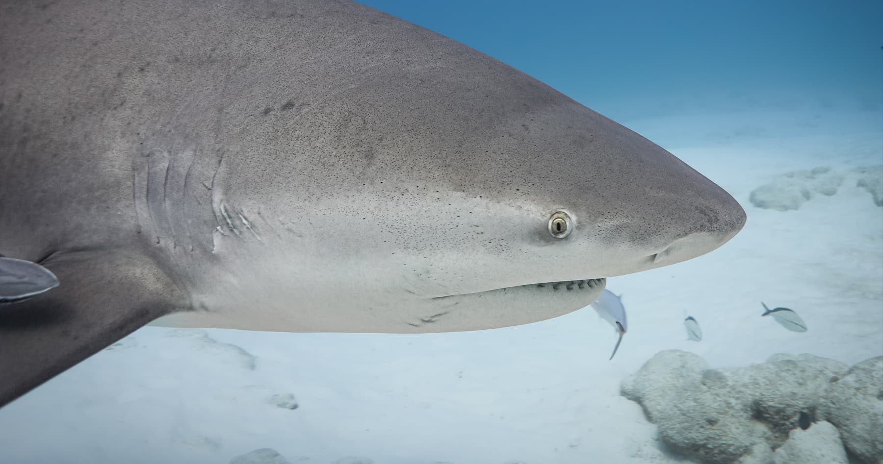 Face-to-Fin Bull Shark Encounter in Playa del Carmen