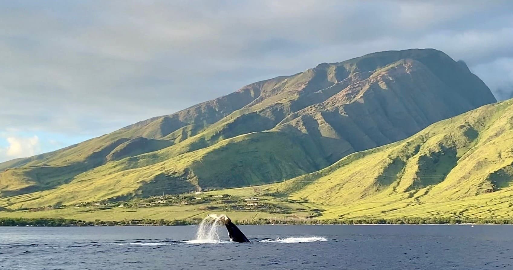 Whale tail near shoreline with lush Maui coastline backdrop