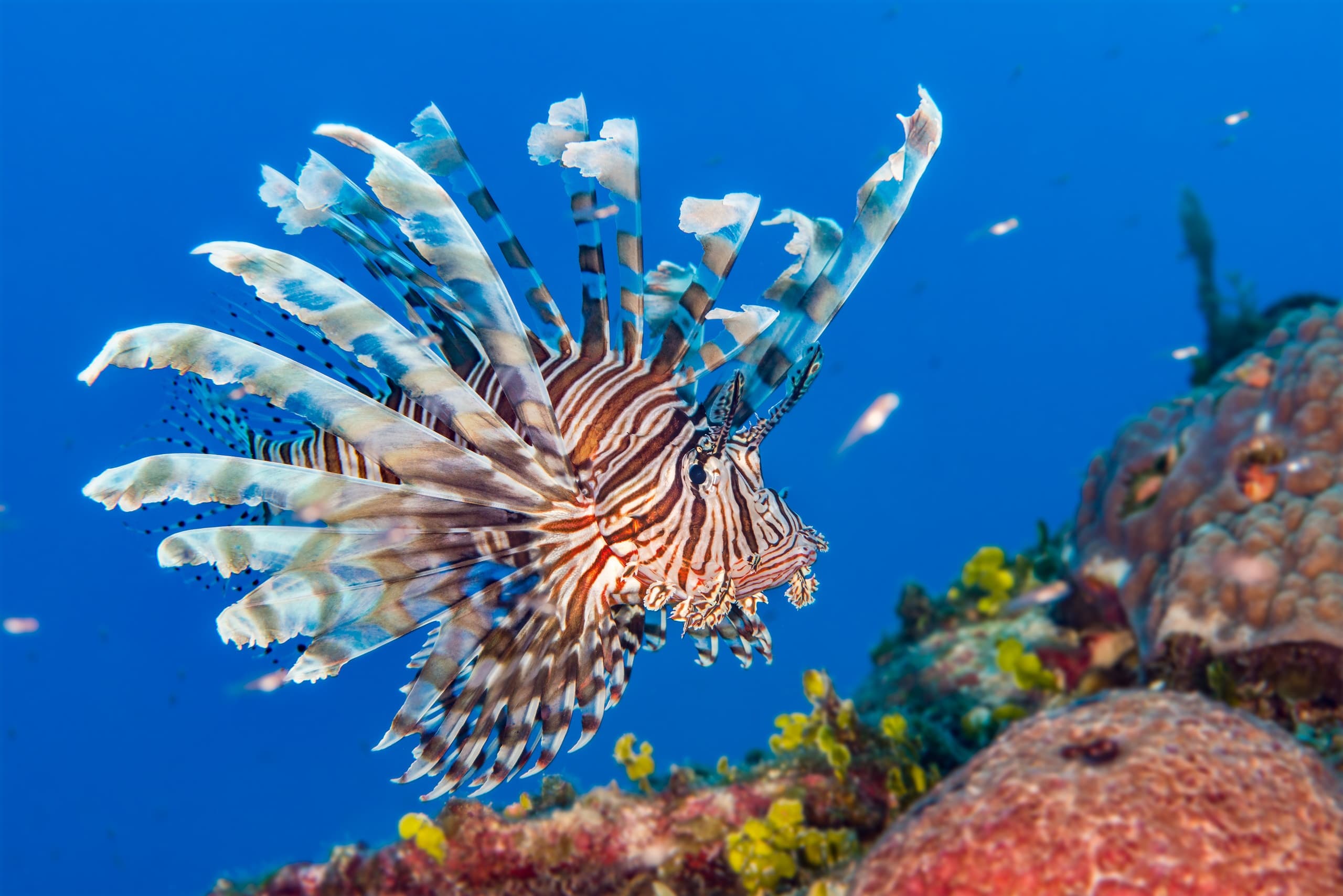 3-Tank Dive Charter in Jupiter, FL: Gulf Stream Ledge & Shark Drift Dives